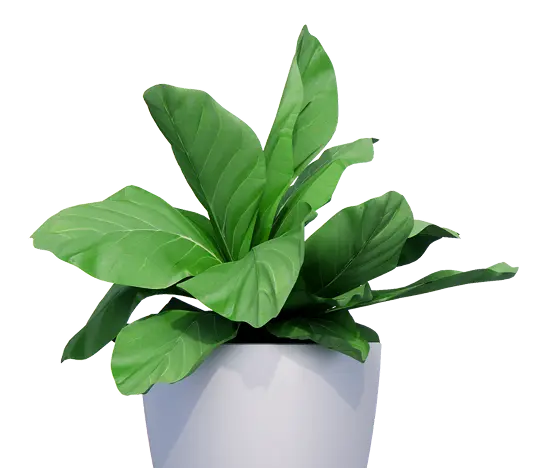 vase